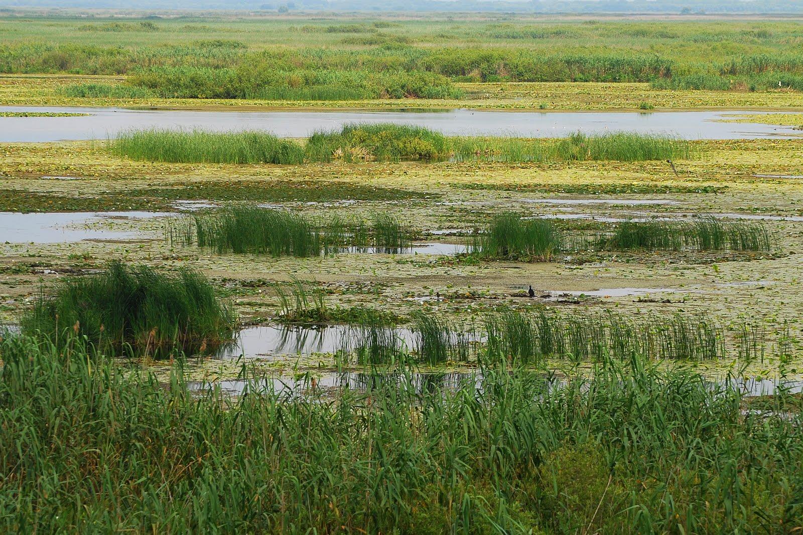 Delta Dunarii - dsc6304.jpg